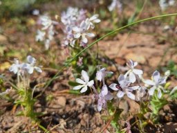Lapeirousia pyramidalis subsp. pyramidalis thin leaves